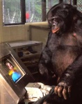 image of chimpanzee