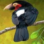 image of bird