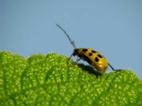 image of leaf_beetle
