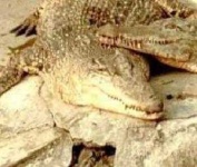 image of animal