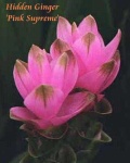 image of flower