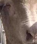 image of animal