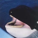 image of killer_whale #34