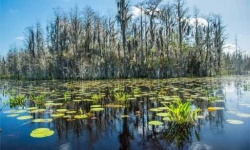image of swamp