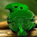 image of bird