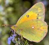 image of sulphur_butterfly #19