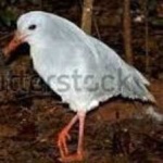 image of bird