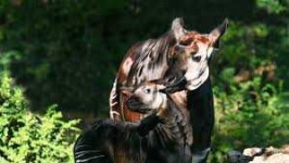 image of animal