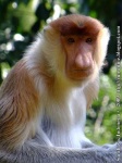 image of proboscis_monkey