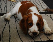 image of welsh_springer_spaniel