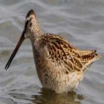 image of bird