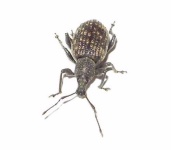 image of weevil