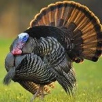 image of bird
