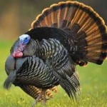 image of wild_turkey #12