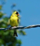 image of goldfinch