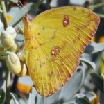 image of animal