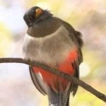 image of bird