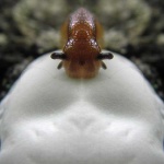 image of slug