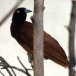 image of bird