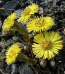 image of flower