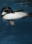 image of animal