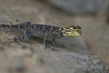 image of agama