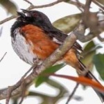 image of bird