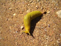 image of slug