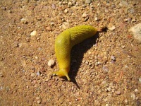 image of slug #16