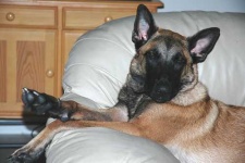 image of malinois