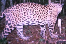image of jaguar_car