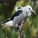 image of bird