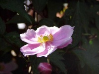 image of flower