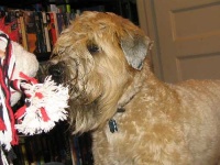 image of soft_coated_wheaten_terrier #30