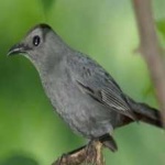 image of bird