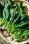 image of spinach #22