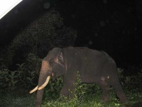 image of tusker