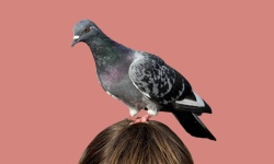 image of animal