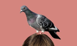 image of pigeon #21