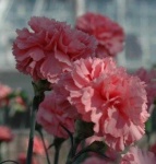 image of flower