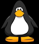 image of penguin