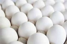 image of egg_shell