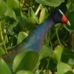 image of bird