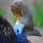 image of bird