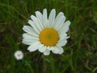 image of flower