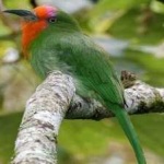 image of bird