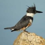 image of bird