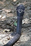 image of indian_cobra