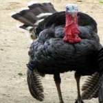 image of wild_turkey #3