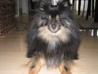 image of pomeranian